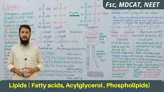 Lipids  Lipids classification structure and function  Acylglycerol  Phospholipids  part 01 [upl. by Lian]