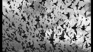 Millions of Bats Flying Out Of Cave [upl. by Ynnel]