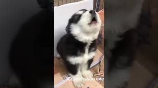 This Baby Husky Howling and Barking Like Crazy Is the CUTEST Thing Ever [upl. by Seroka588]