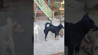 Simple dog skills training 7 [upl. by Halilahk]