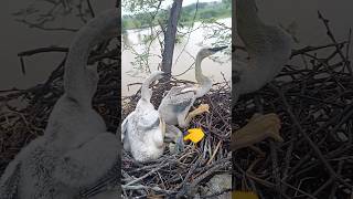 Anhinga birds baby died so sad 🥺😭 BirdsLife03 anhinga baby died sad yourbaby shorts world [upl. by Norrehs285]