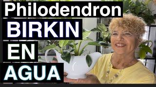 Philodendron Birkin En Agua hydroponics [upl. by Dugald]