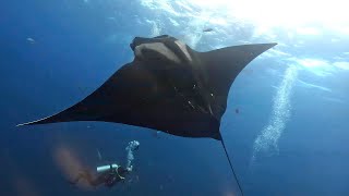 Socorro Revillagigedo Islands Scuba Diving in 4K Mexico Mar 2024 [upl. by Dorlisa]