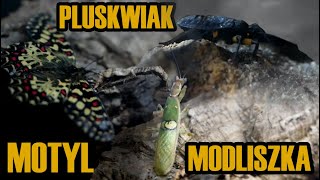 Modliszka oczkowa Pluskwiaki dwuplame Motyl i skakun  Paludarium wielogatunkowe 18 [upl. by Laenahtan]