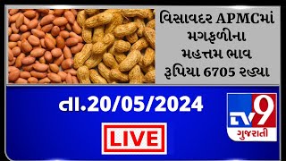 વિસાવદર APMCમાં મગફળીના મહત્તમ ભાવ રૂપિયા 6705 રહ્યા  APMC  GUJARAT  Tv9D [upl. by Yeslaehc627]