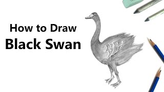 How to Draw a Black Swan with Pencils Time Lapse [upl. by Aivatahs387]