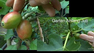 Garten und Bäume Anfang Juli nach der Regenzeit [upl. by Goar465]