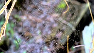 Spider web in garden  Free Stock Footage [upl. by Hsac965]