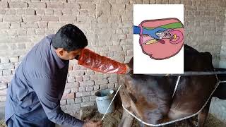 Artificial insemination in cow🐄 cow Mi Ai karni ka Mokaml tarika [upl. by Irret]