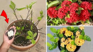 DO THESE 3 Things On Ixora IMMEDIATELY For More Flowers [upl. by Biagi]