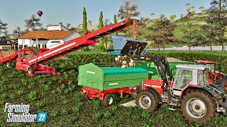 ROZDRABNIANIE BURAKÓW  37 Haut Beyleron  Farming Simulator 22 [upl. by Lourie48]