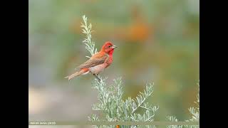 Песня обыкновенной чечевицы Carpodacus erythrinus [upl. by Attenra]