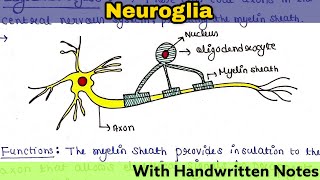 Neuroglia Glial cell  Structure  Function  Types  Readymade notes for exam [upl. by Arathorn131]