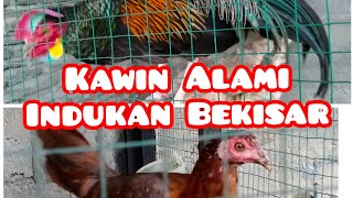 RAHASIA CETAK BEKISAR quotKEKER DAN BABON KAMPUNGquot [upl. by Melvina528]