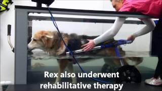 Walkin Wheels Dog Wheelchair and Underwater Treadmill Therapy [upl. by Nevada]