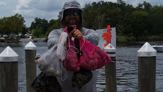 2022 Homosassa scalloping  What you need to be successful short [upl. by Nnaerb]