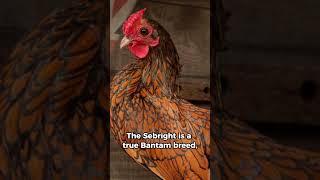 Sebright Chicken  a true bantam breed with no standard size variation [upl. by Nnahtebazile]