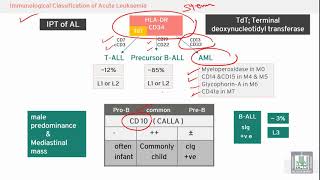 Pathology Hematology  11  Hybrid acute leukemia amp Immunological classifications [upl. by Azenav277]