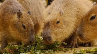 カピバラのもぐもぐ音を拝聴（２）  Capybara Chewing Sound [upl. by Aztiley]