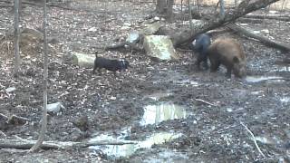 Patterdale baying hogs [upl. by Bully]