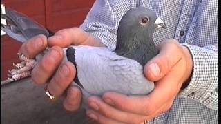 Video 108 Richard Mauger of Guernsey Premier Pigeon Racer [upl. by Assenab709]