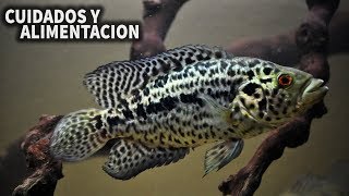 PARACHROMIS MANAGUENSIS  CUIDADOS Y ALIMENTACION DEL CICLIDO GUAPOTE JAGUAR  AcuariosLP [upl. by Olinad]