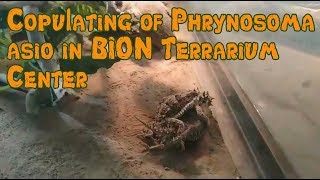 Соpulating of Phrynosoma asio in BION Could be the 2 generation breed in BION [upl. by Murat]