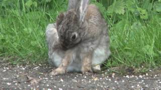 Wildkaninchen  Oryctolagus cuniculus  European rabbit  Lapin de garenne Lapin commun [upl. by Tebasile557]