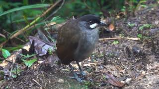 Jocotoco Antpitta Ecuador February 2023 [upl. by Awhsoj759]