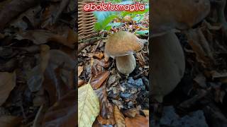 Boletus reticulatusaestivalis Oktober 24th shorts new nature forest trending foryou pilze [upl. by Wilhelmina]