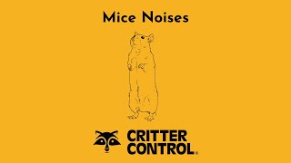 Mouse Noises  What Sounds Do Mice Make  Mouse Pest Control [upl. by Yengac438]