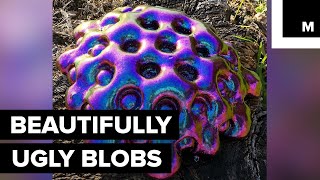 These Blob Sculptures Are Disgustingly Beautiful [upl. by Bohaty776]