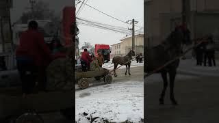 Boboteaza Însurăței 2019 💪🐎 [upl. by Tarr]