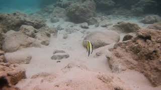 Moorish Idol Sharks Cove Oahu David Gair 14062508682 [upl. by Rimma]