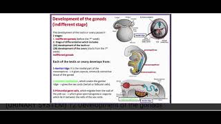 Indifferent gonad development EMBRYOLOGY [upl. by Ramirol650]