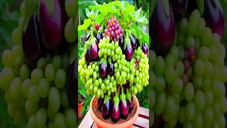 Harvesting grapes with eggplant usingnew grafting methods shorts satisfying agriculture garden [upl. by Latnahc]