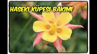 HASEKİ KÜPESİ BAKIMI Aquilegia [upl. by Feledy588]