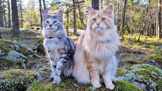 Happy Maine Coon Cats on a Beautiful Day in the Forest [upl. by Gnuoy]