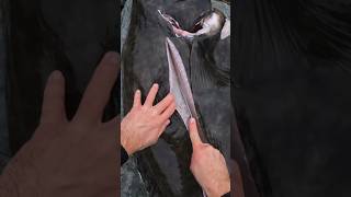 How to fillet a GIANT HALIBUT spearfishing halibut [upl. by Lyrak]