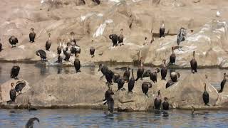 Cormorants at Conowingo Dam [upl. by Retnuh625]