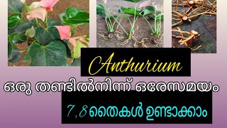 Anthurium Stem Cutting propagation [upl. by Oleta]