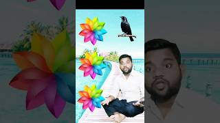 Crow Pigeon Parrot and Peacock shorts trending funny vfxshorts viralvideo viral [upl. by Calv614]