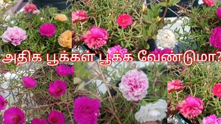 Table rose Portulaca plant care in Tamil How to grow table rose plant RSA Nature [upl. by Adiesirb]