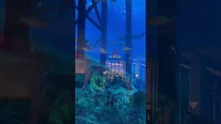 Aquarium fish shortvideo [upl. by Drofhsa]