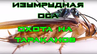 Изумрудная оса зомбирует тараканов  Emerald wasp zombies cockroaches  Ampulex compressa [upl. by Blank]