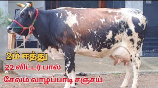 அதிக கரவைத்திரனில் சினை மாடு விற்பனை LakshmidairyFarms cow dairy sales sale farming good [upl. by Janicki182]