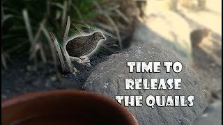 Quails Released In Their New Home [upl. by Yennor]