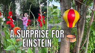 A SURPRISE FOR EINSTEIN  ALLOTMENT GARDENING UK [upl. by Aneehsirk]