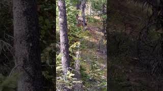 Young bull Elk screaming at 20 yards elk elkhunting caza bullelk hunting venados ciervo hunt [upl. by Eyahsal647]