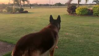 Guaranteed to make you dog howl  German shepherd howling [upl. by Lowrie47]